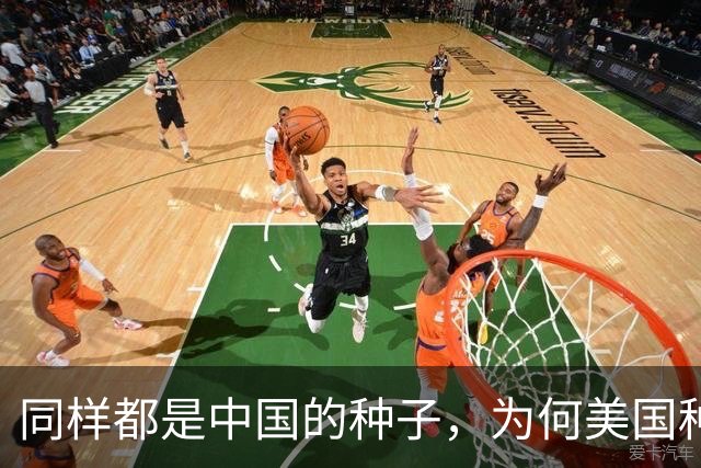 同样都是中国的种子，为何美国种出的水稻，亩产要比中国高？
